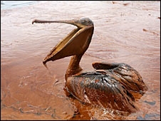 Oil Bird Oil Bird