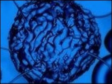 Stem Cell Stem Cell
