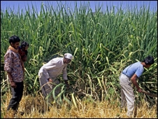 'कृषि संकट पैदा हो सकता है' 'कृषि संकट पैदा हो सकता है'