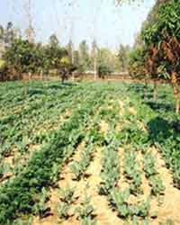 potato farmers