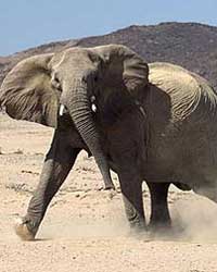Elephant