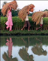 Farmers