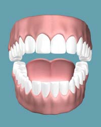 Gums