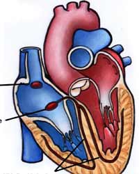 Heart