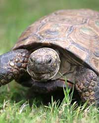 Tortoise