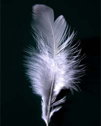 White Feather