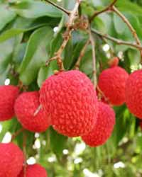 Litchis