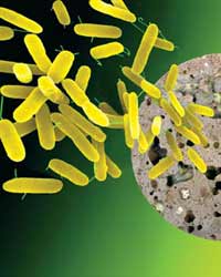 Microbes