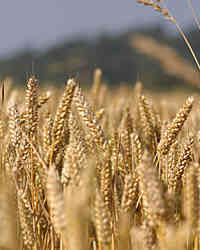 Wheat 