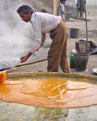 suger production