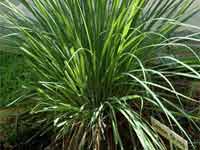 Lemon Grass Lemon Grass