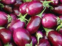BT Brinjal BT Brinjal