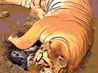 Tiger Tiger