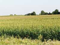 Field Field