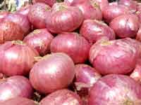 Onions Onions