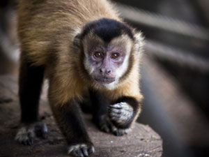 Capuchin monkey Capuchin monkey
