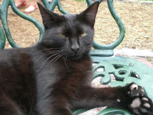 Chinese Astrology Chinese Astrology