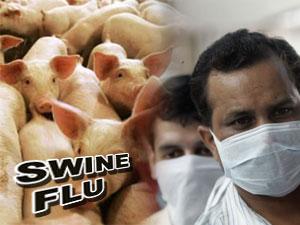 Swine Flu Swine Flu