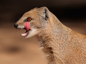 mongoose mongoose