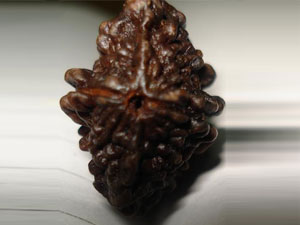 Importance of Do Mukhi Rudraksha in astrology Importance of Do Mukhi Rudraksha in astrology