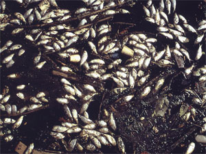 Hundreds of fishes died in Gomti river pollution Hundreds of fishes died in Gomti river pollution