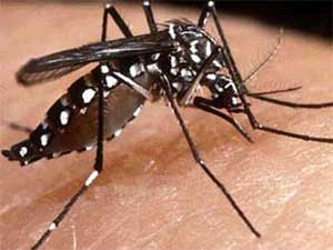 5 dengue cases in Delhi 5 dengue cases in Delhi
