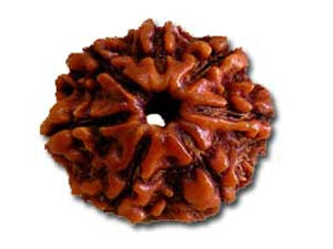 Importance of Saat Mukhi Rudraksha in astrology Importance of Saat Mukhi Rudraksha in astrology