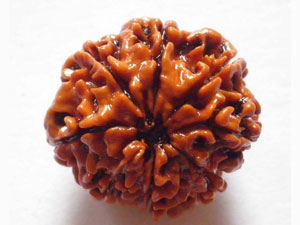 Importance of 8 Mukhi Rudraksha in astrology Importance of 8 Mukhi Rudraksha in astrology