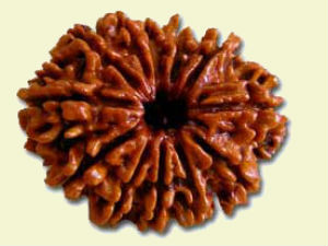 Benefits of 12 Mukhi Rudraksh Benefits of 12 Mukhi Rudraksh
