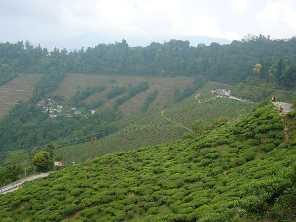 दार्जिलिंग दार्जिलिंग