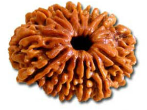 13 Mukhi Rudraksh 13 Mukhi Rudraksh