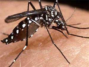 Four people died of dengue in Jaunpur Four people died of dengue in Jaunpur