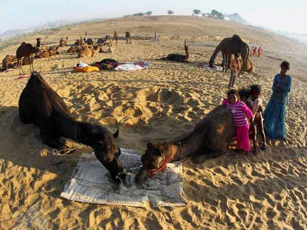 पुष्‍कर मेला में ऊंठ