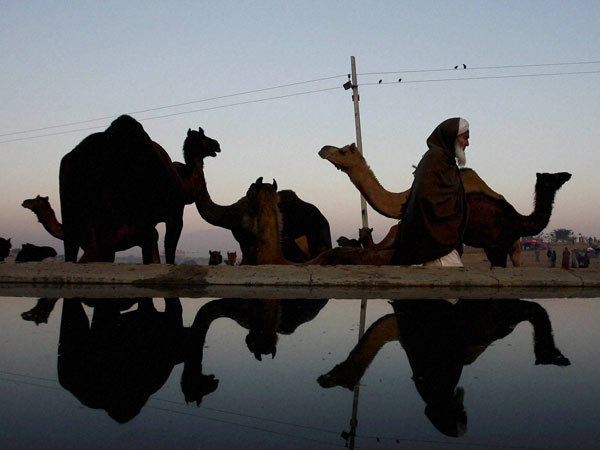 पुष्‍कर मेला में ऊंठ