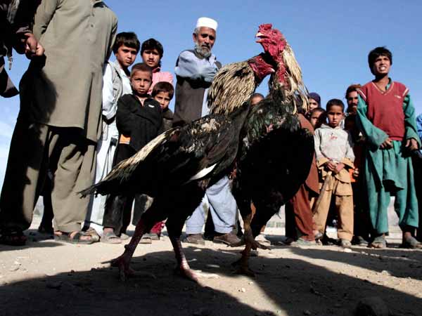 आज भी होती है मुर्गों की लड़ाई
