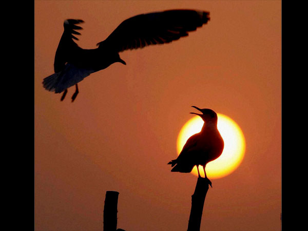 कुंभ मेला