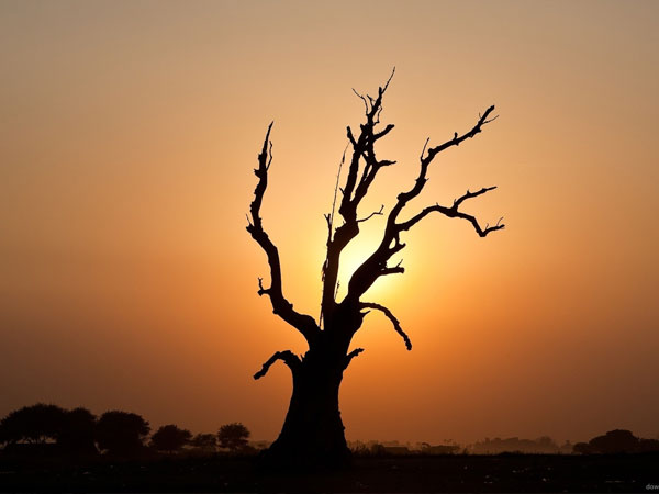 सूखा पेड़