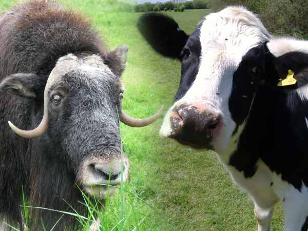 बैल या गाय