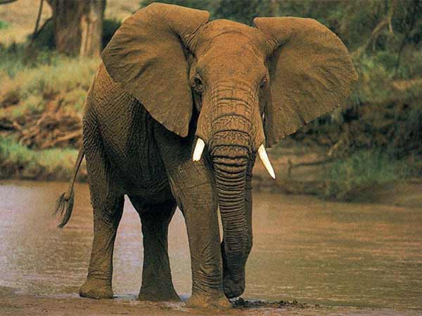 हाथी की सवारी