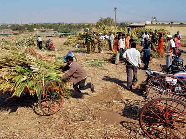 सूखे ने सूखा दिये हैं इंसानी जज्बात सूखे ने सूखा दिये हैं इंसानी जज्बात