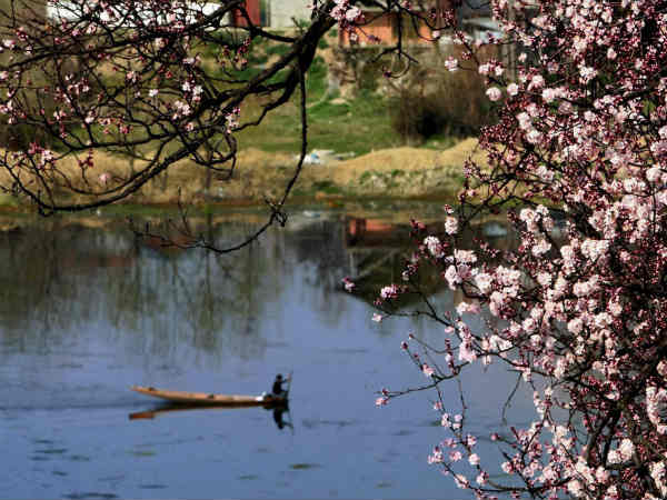 श्रीनगर में बादाम के पेड़