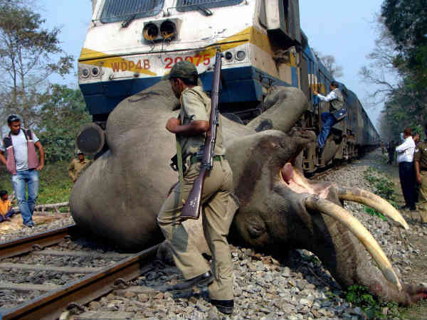 अलीपुरद्वार में हाथी का एक्सिडेंट
