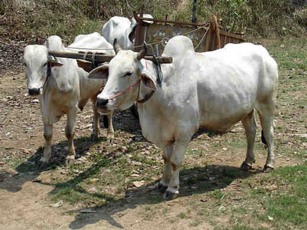 बैल