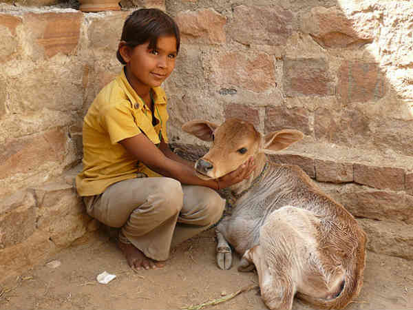 बछड़ा