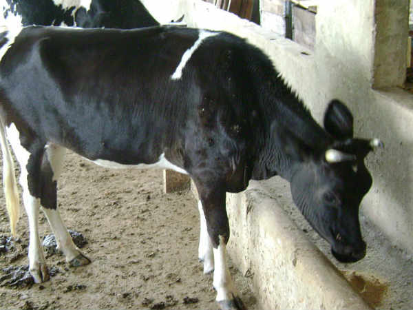 दूध पिलाती गाय