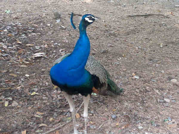 मोर की आवाज