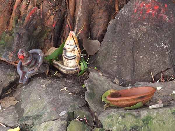 पीपल का पेड़ लगायें