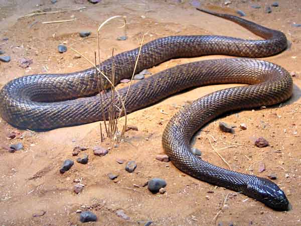 सांपों को मारते हुए