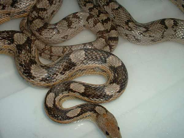 चारों तरफ सांप