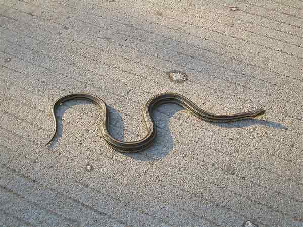 एक सांप जो आपकी तरफ आये